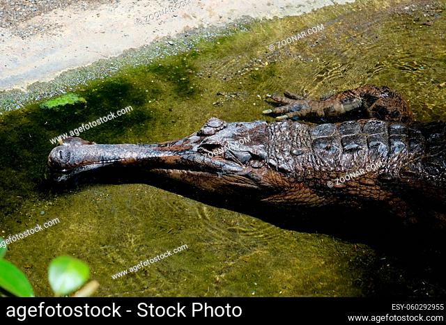 FUENGIROLA, ANDALUCIA/SPAIN - JULY 4 : Tomistoma (Tomistoma schlegelii) Resting at the Bioparc Fuengirola Costa del Sol Spain on July 4, 2017