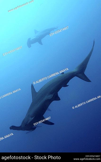Hammerhead Shark, Sphyrna sp. , Darwin and Wolf Islands, Galápagos Islands, Galápagos National Park, UNESCO World Heritage Site, Pacific Ocean, Ecuador, America