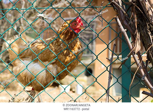 hen behind fence