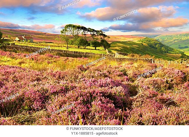 Heather blooming on the Fryup Dale moor  North Yorks National Park, North Yorkshire, England