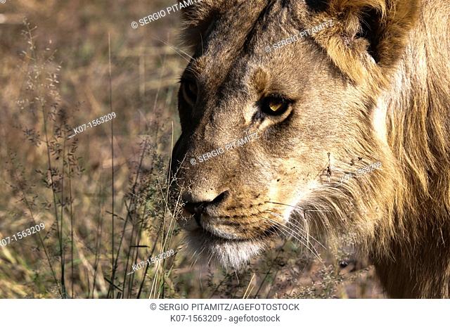 Lion Panthera leo, Savute Channel, Linyanti, Botswana