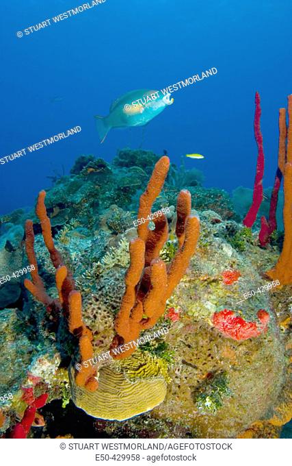 Erect Rope Sponge (Amphimedon compressa) & Princess Parrotfish (Scarus taeniopterus). Hol Chan Marine Park, Ambergris Caye