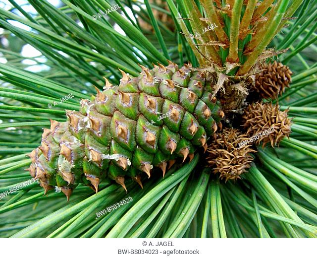 ponderosa pine, western yellow pine, blackjack pine, bull pine (Pinus ponderosa), unripe cone