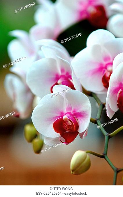 A close up shot of white orchid