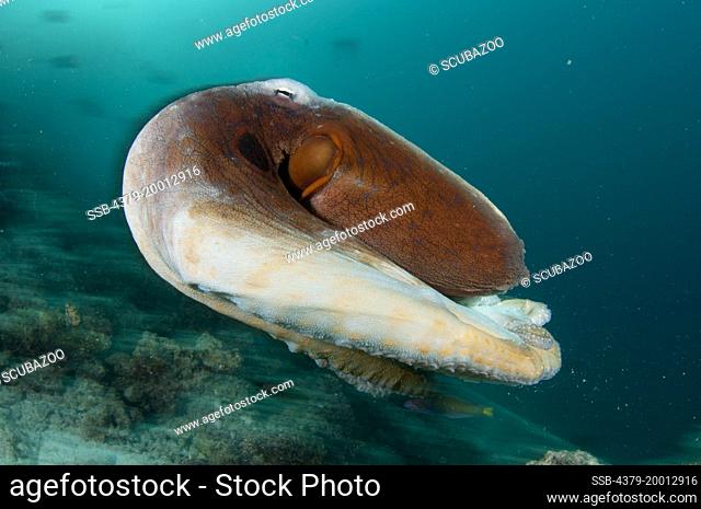 Day octopus, Octopus cyanea, Swimming above the reef, Kapalai, Sabah, Borneo, Malaysia