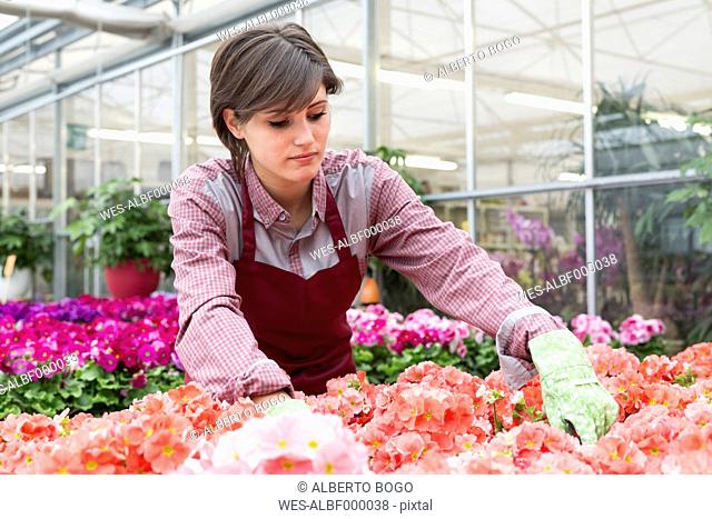 Young female gardener working in greenhouse