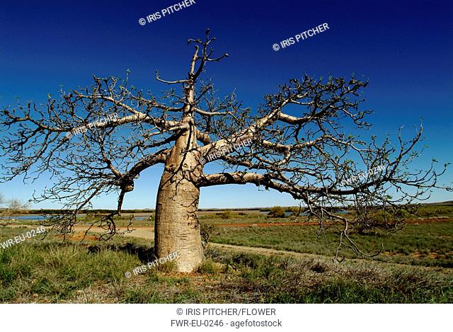 Adansonia digitata, Baobab, Brown subject