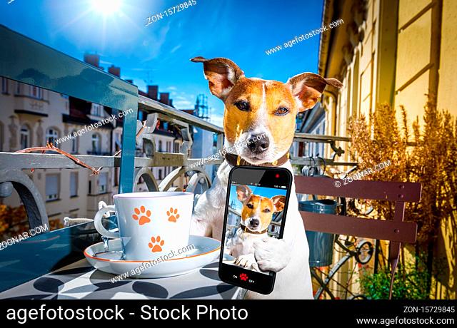 jack russell dog having a coffee or tea break on balcony with cup and spoon on table , taking a selfie with smartphone or cell phone