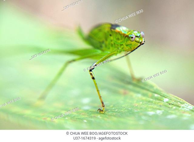 A green katydid