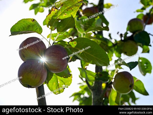 PRODUCTION - 24 August 2023, Hesse, Frankfurt/Main: Apples ripen on a tree in a meadow orchard on Frankfurt's Lohrberg. The theft of fruit and vegetables from...