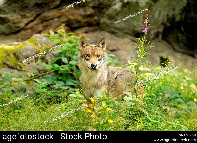 Gray Wolf, Canis Lupus, Bavarian Forest, Germany