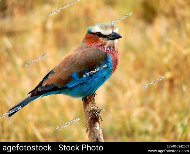 Closeup of Lilac-breasted roller on branch looking at camera, Tanzania. High quality photo