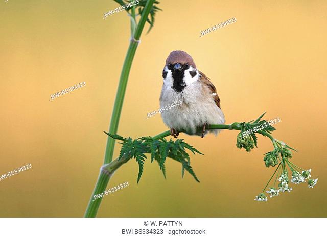 Eurasian tree sparrow (Passer montanus), sitting on cow parsley, Belgium