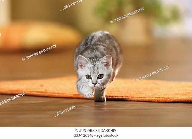 British Shorthair kitten - walking restrictions:Tierratgeber-Bücher / animal guidebooks