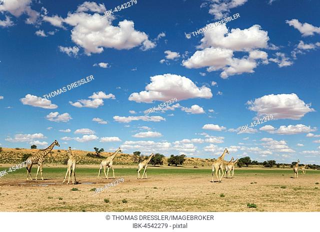 Southern Giraffes (Giraffa giraffa), herd gathered at rainwater pool in the Auob riverbed, rainy season with green surroundings and cumulus clouds