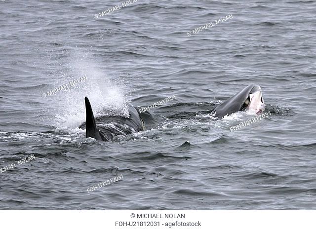 Orcas Orcinus orca A pod of 6 type A Orcas with a freshly killed Minke Whale in Antarctica. No displays after the kill were witnessed. rr