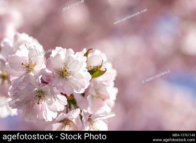 Ornamental cherry, blossom, pink, Black Forest, Baden-Wuerttemberg, Germany, Europe