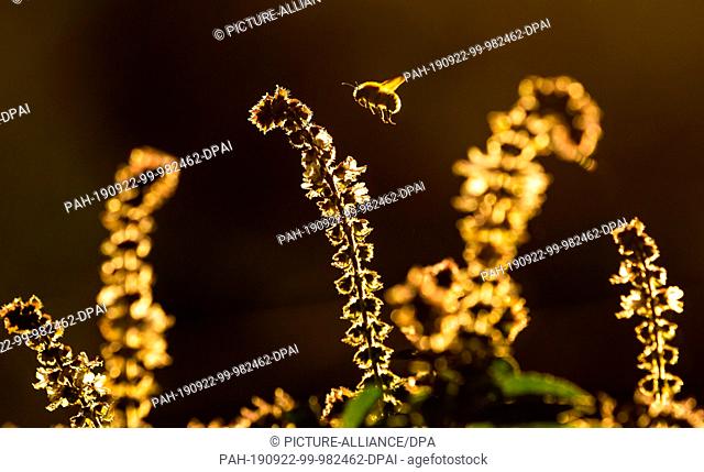 dpatop - 22 September 2019, Schleswig-Holstein, Wentorf bei Hamburg: In the warming autumn sun in a garden, a bumblebee flies in search of nectar over a still...