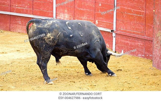 Brave spanish bull waiting bullfighter