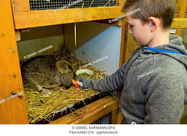 Tim Behringer, Junior European rabbit breeding champion, feeds a German Kleinwidder rabbit in his grandfather's rabbit shed in Zirndorf, Germany
