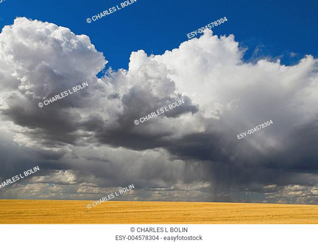 Field of wheat chaff and towering storm clouds, Teton County, Idaho, USA
