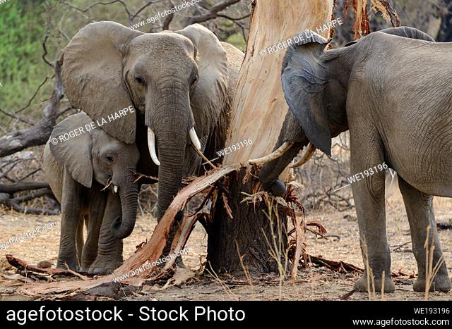 African bush elephant (Loxodonta africana) stripping bark from a tree (elephant dammage). Ruaha National Park. Tanzania
