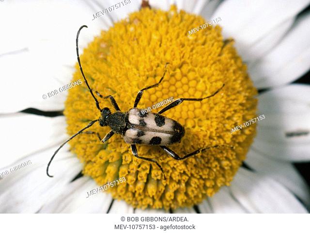 Long-horn Beetle - on flower (Judolia cerambyciformis)