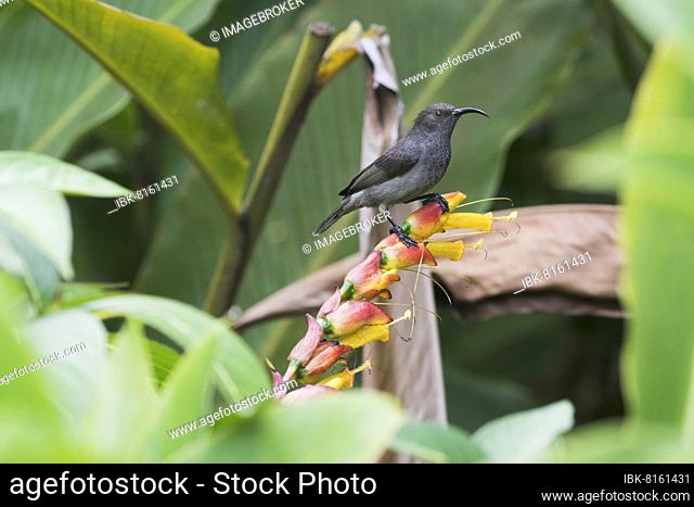 Seychelles Sunbird (Cinnyris dussumieri), Praslin, Seychelles, Africa
