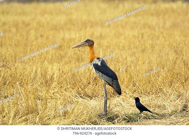 Lesser Adjutant Stork and crow togather