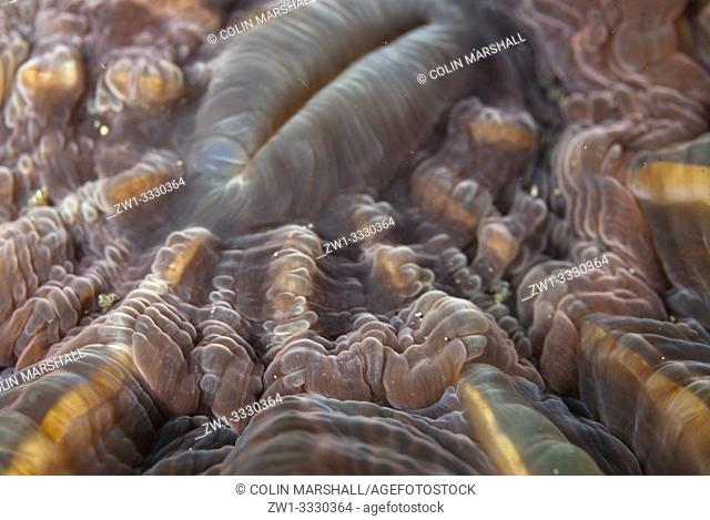 Stony Coral (Cyarina lacrymalis. Lobophylliidae family), Tanjung Slope dive site, Lembeh Straits, Sulawesi, Indonesia