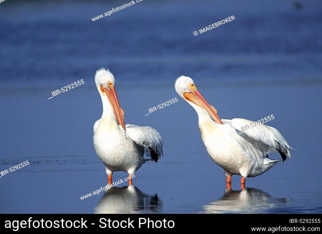 American White Pelicans (Pelecanus erythrorhynchos), Sanibel Island, Florida, USA, North America