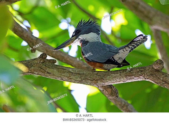ringed kingfisher (Megaceryle torquata), sitting on a branch in a leaved tree, Costa Rica