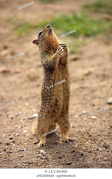 California Ground Squirrel, Citellus beecheyi, Monterey, California, USA, adult begging for food