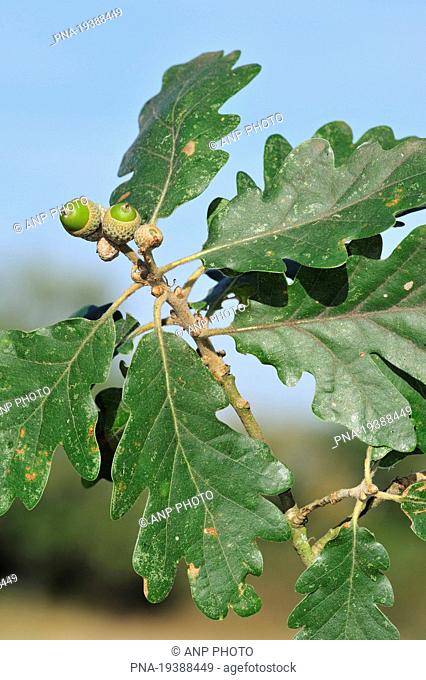 Sessile Oak, Durmast Oak Quercus petraea - Parc naturel regional de La Brenne, Indre, Centre, France, Europe
