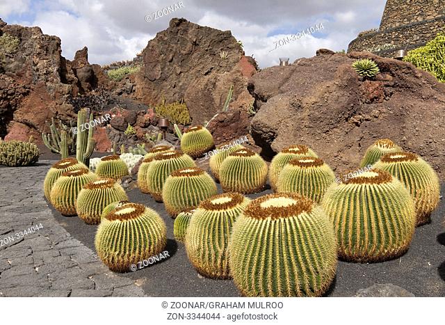 Spain Lanzarote Guatiza Cactus Garden Golden Barrel Cactus