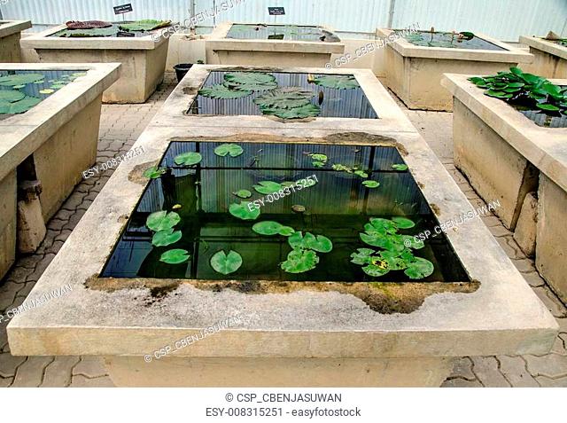 Green house of lotus