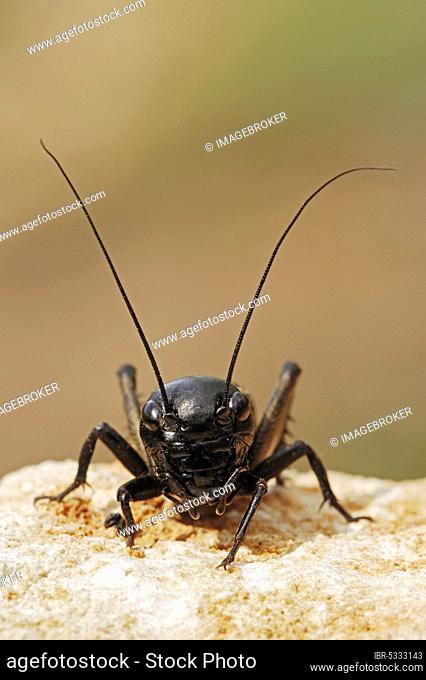 Field cricket (Gryllus campestris), male, Provence, southern France