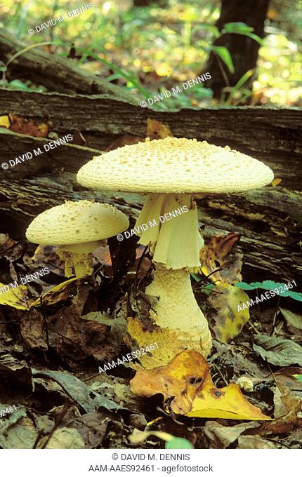 Rag-veil Amanita Mushroom (A. cinereopannosa), Dan Boone N.F., Wolfe Co., KY