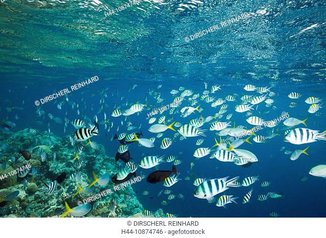 Schwarm Korallenfische, Mikronesien, Palau, Shoal of Coral Fishes, Micronesia, Palau
