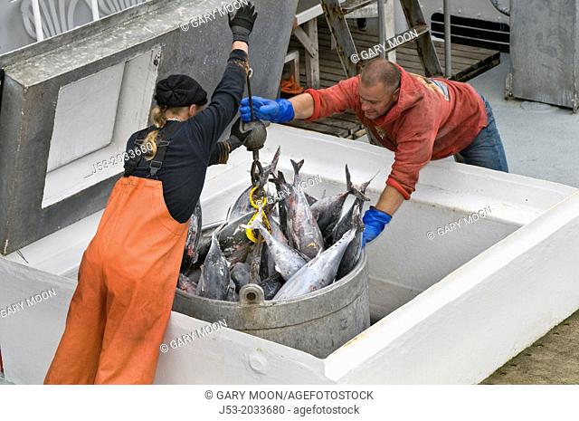 Workmen at waterfront seafood processing plant guiding bucket full of frozen albacore tuna as it is hoisted from fish hold in commercial fishing boat