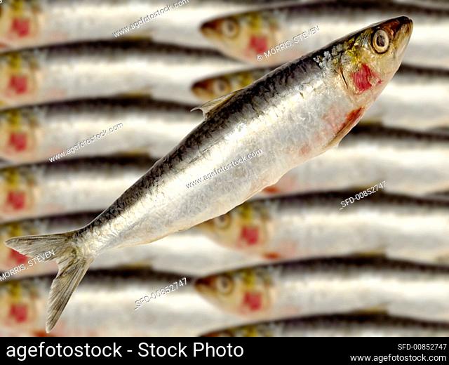 A sardine with lots of sardines in background