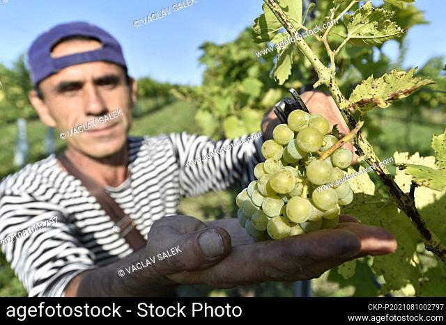 The first grapes of this year intended for processing into federweisser (burcak in Czech) began to be harvested on the morning of August 10, 2021