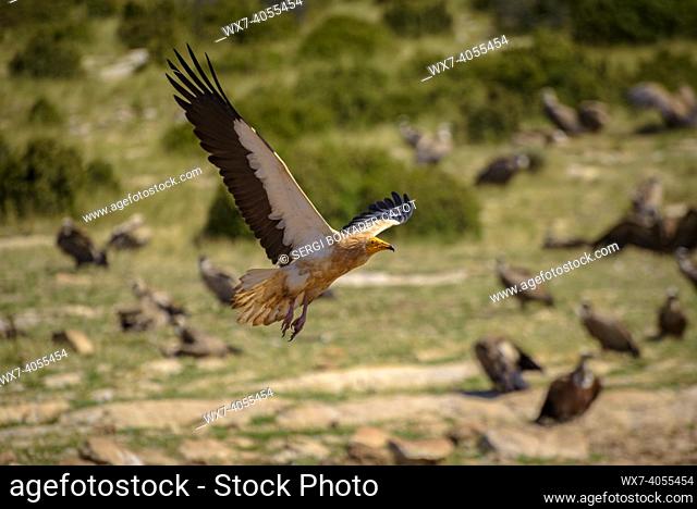 Egyptian vulture in the Boumort range (Lleida Pyrenees, Catalonia, Spain)