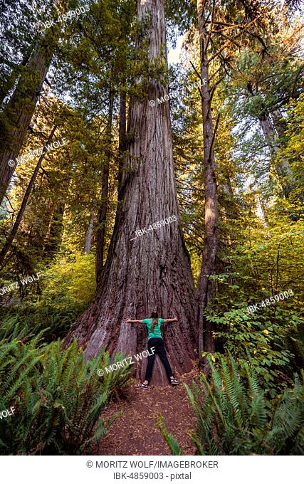 Young woman embracing a thick Sequoia sempervirens (Sequoia sempervirens), size comparison, forest with dense vegetation, Jedediah Smith Redwoods State Park