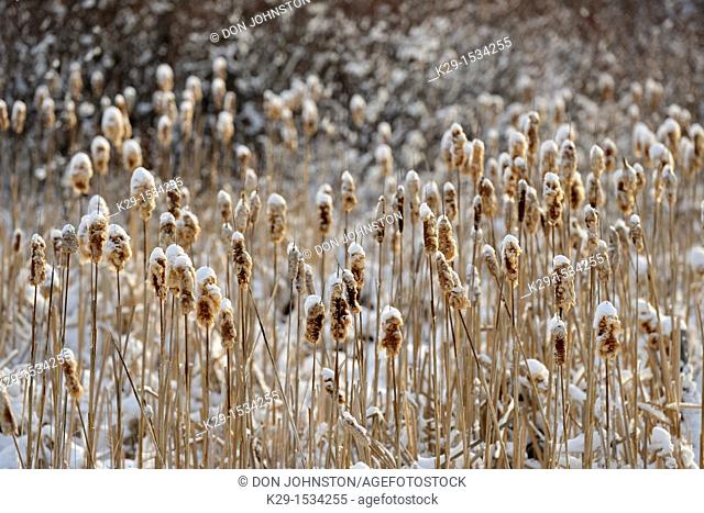 Cattails laden with snow after a spring blizzard Lively, Ontario, Canada
