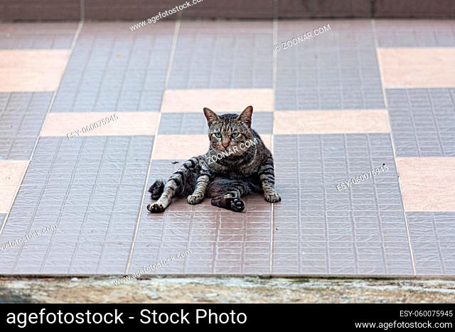 Adult grey tabby cat chilling outside