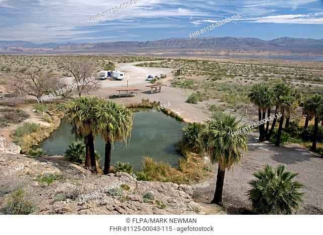 View of geothermal spring in desert, with tourist vehicles, Roger's Spring, Lake Mead National Recreation Area, Nevada, U S A