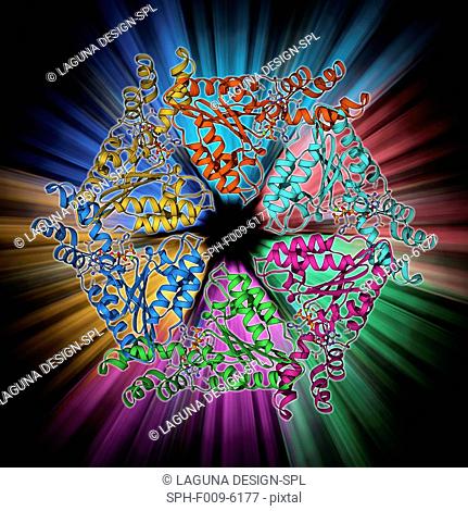 ATPase molecule. Molecular model of the ATP-dependent oligomerisation domain of N-ethylmaleimide sensitive factor (NSF), a hexameric ATPase