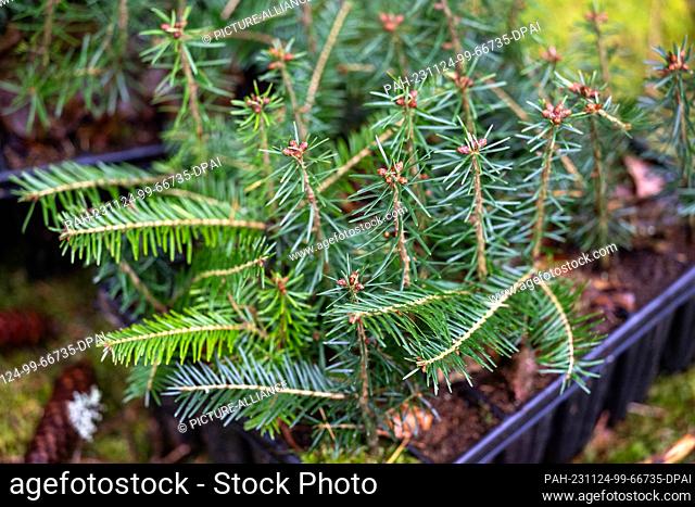 24 November 2023, Saxony, Eibenstock: So-called containers with young silver fir trees are about to be planted in the forest of the Eibenstock forest district