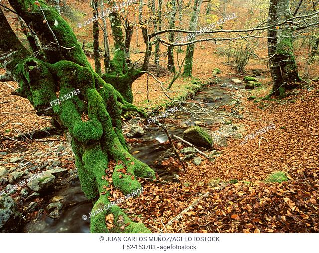 Irati River and beech trees. Irati Forest. Navarra, Spain